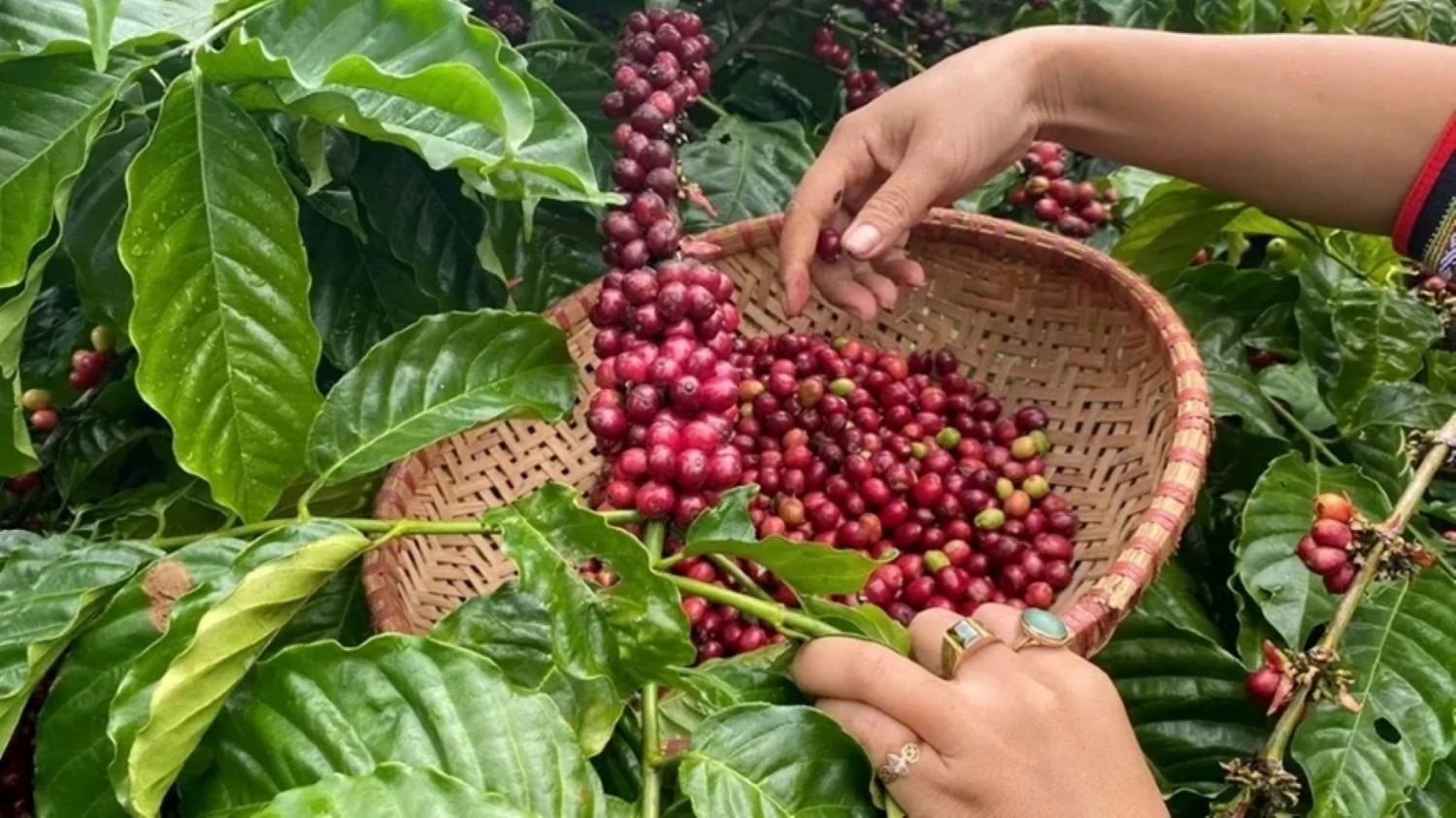 Bản tin nông sản hôm nay (14-8): Giá cà phê giảm, hồ tiêu neo ở mức cao